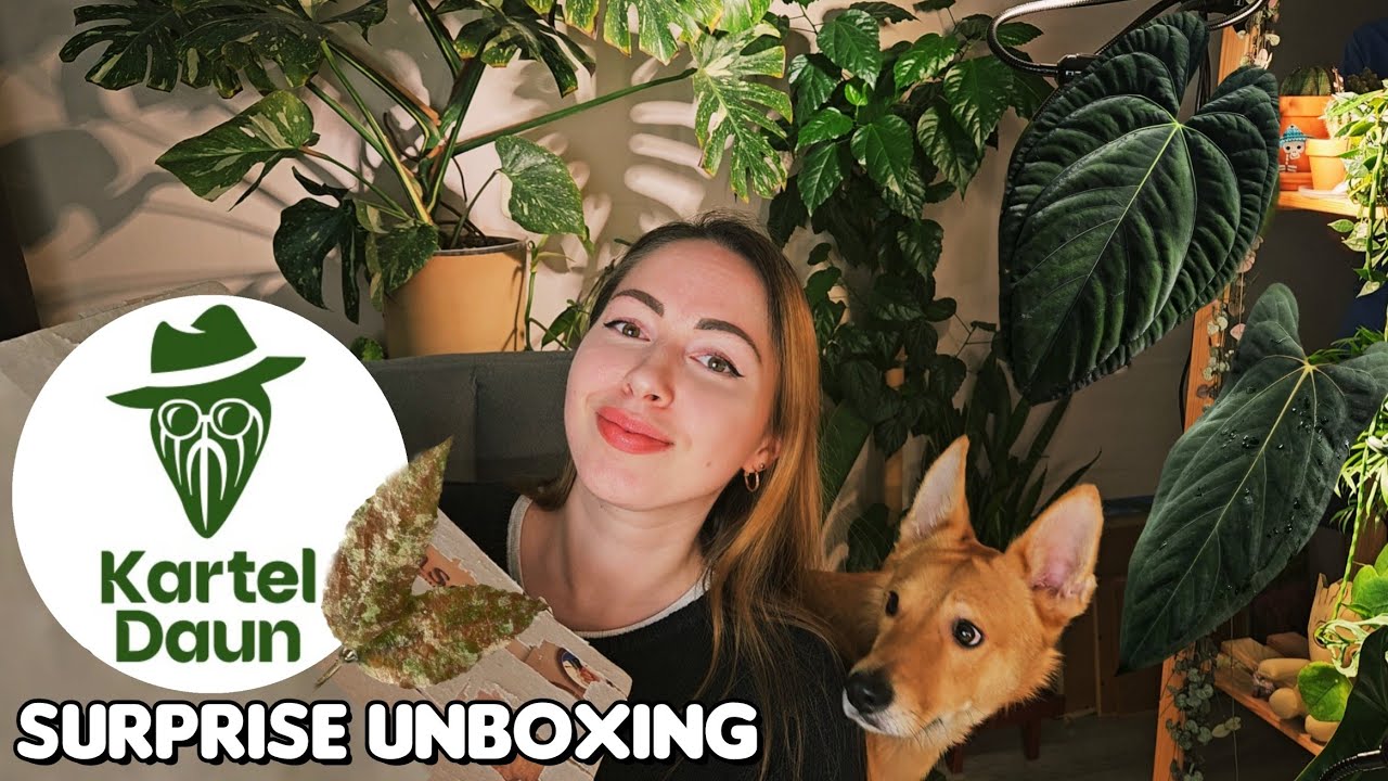 Unboxing import plants from Kartel Daun! 📦 Anthurium hybrids & Hoya 🌿