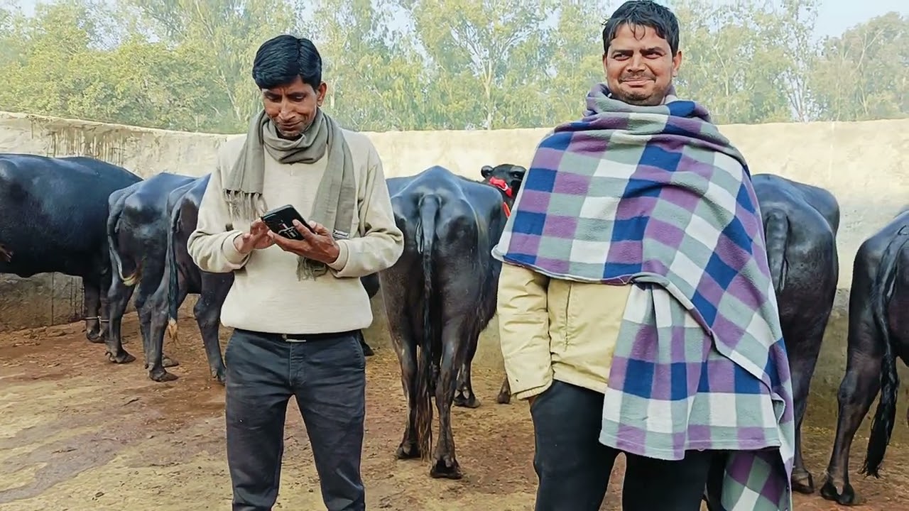 काफी जबरदस्त जो बागड़ी ज्ञापन पशु है वह मेरे पास से आउट हो चुकी है