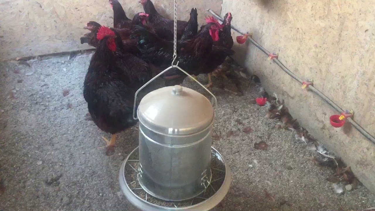 7+2 Arkansas Rırlarım yeni yerlerini sevmişler