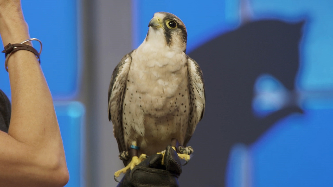 Learn How to Call a Bird of Prey with Anthony Anderson!