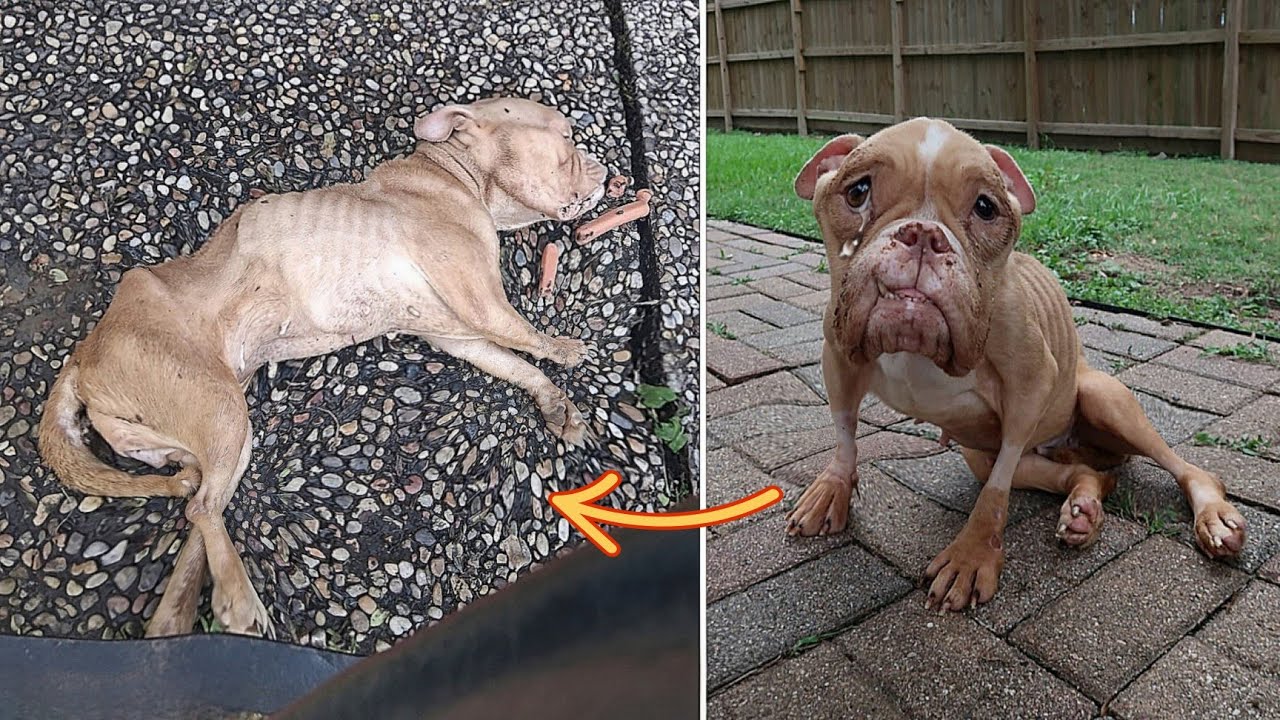 No one stopped to help her, she collapsed after days of crying and begging