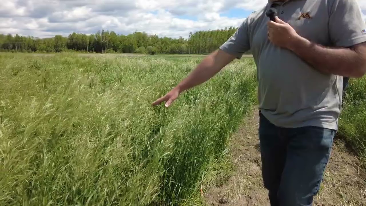 Understanding the Stature of Meadow Brome