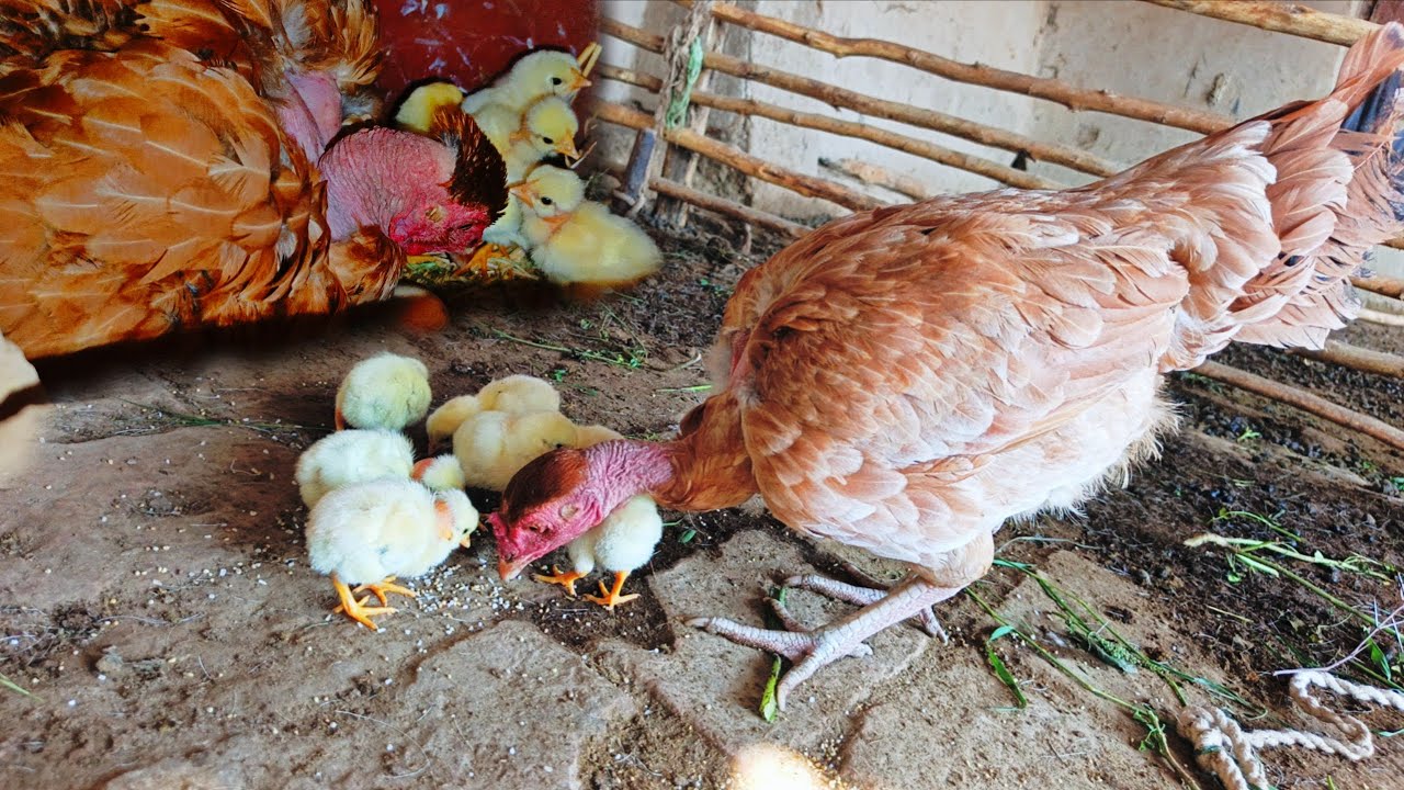 Chicks🐥to ganjay😱ziada hn|#birds #chicken #villagelife #vlog #pets #dailyvlog #daily #dailyroutine 