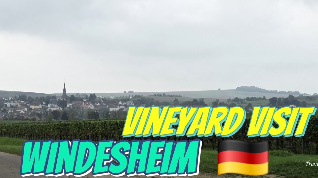 Day in Wineyard. Taste of Windesheim: Where the Vineyards Meet the Village #windesheim #wineyard 