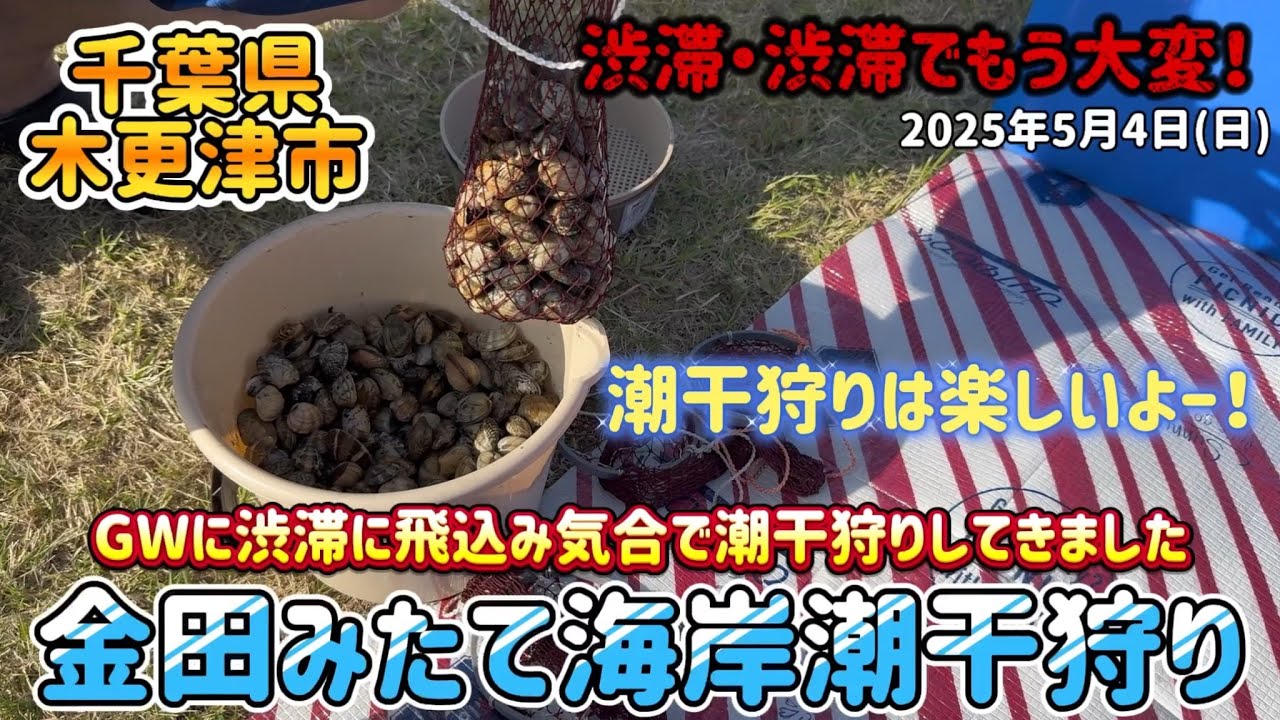 【千葉県木更津】金田みたて海岸潮干狩りに行ってきたぞー！　GW中渋滞覚悟の潮干狩りは大変だぁー🥵