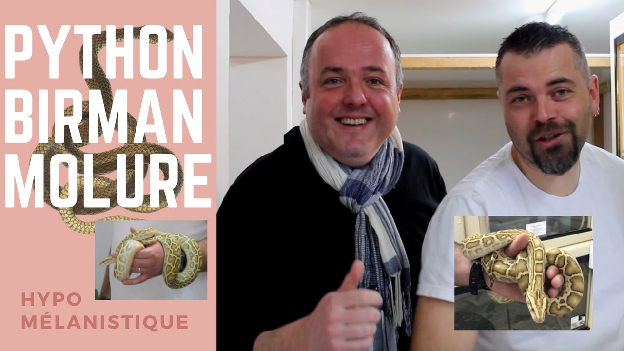 Le PYTHON BIRMAN ou PYTHON MOLURE explication et d&eacute;couverte