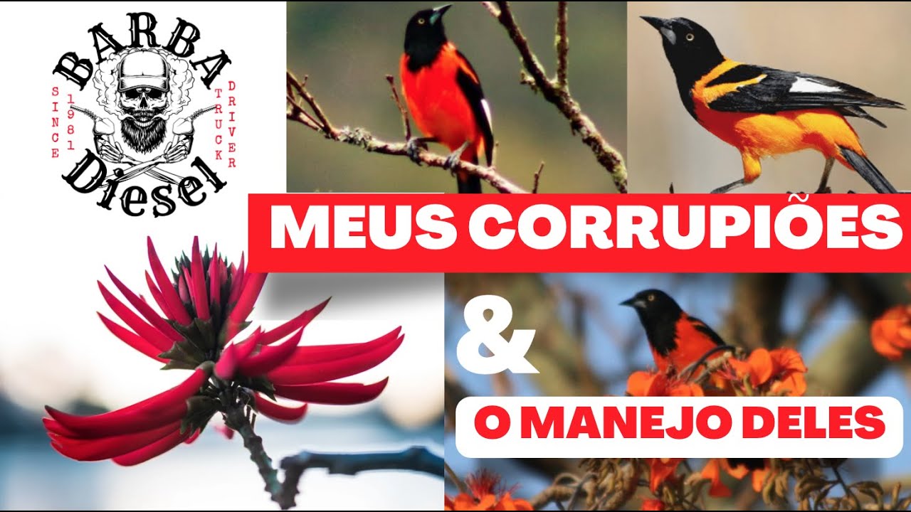 Manejo de Corrupião - Limpeza e Alimentação - Sofreu, Concriz, João Pinto - Icterus Jamacai