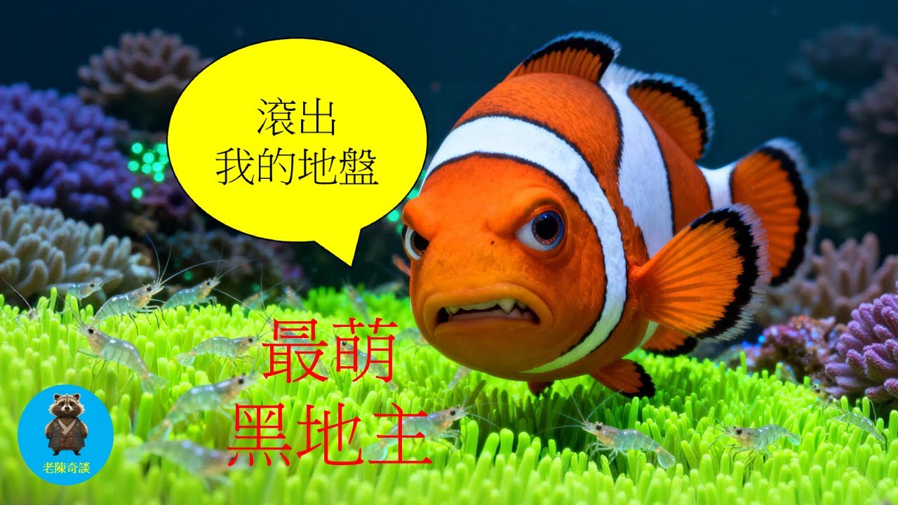 海底驚現「非法農場」！這條魚竟然會奴役其他生物？它的智商高到讓人害怕
