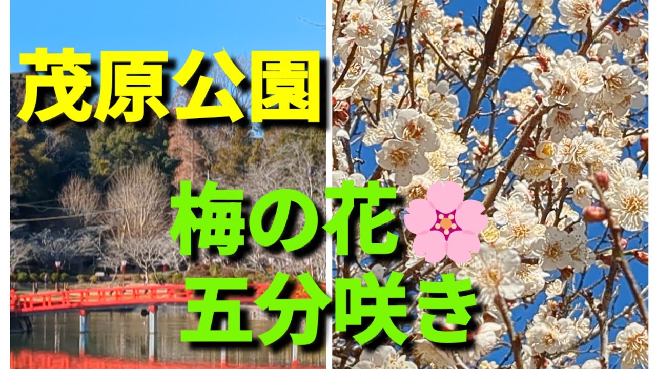 茂原公園🍀梅の花🌸5分咲き🌸🍓✨冬の七夕 イルミネーション🩷✨2026年2月7日（土）〜3月4日 (水)17時〜21時
