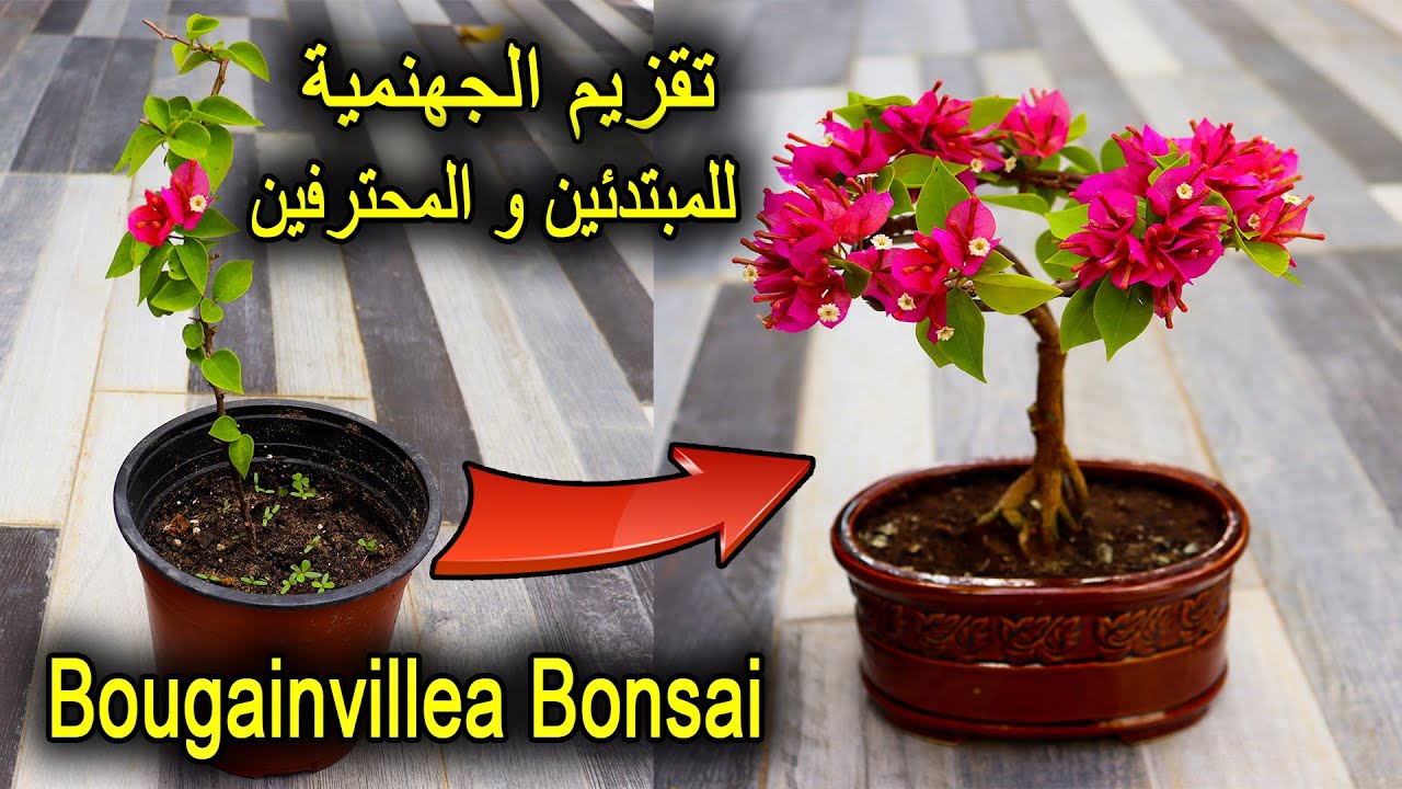 عمل بونساي الجهنمية للمبتدئين و المحترفين Bougainvillea Bonsai