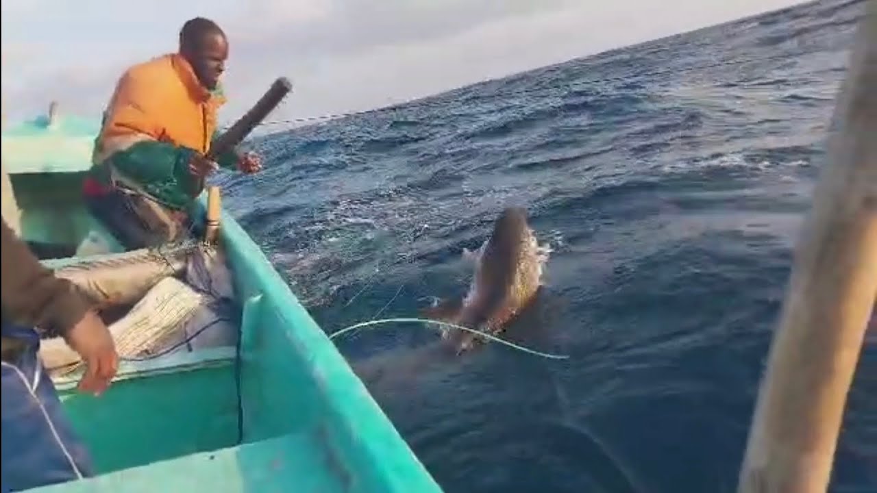 Fishing shark 🦈 