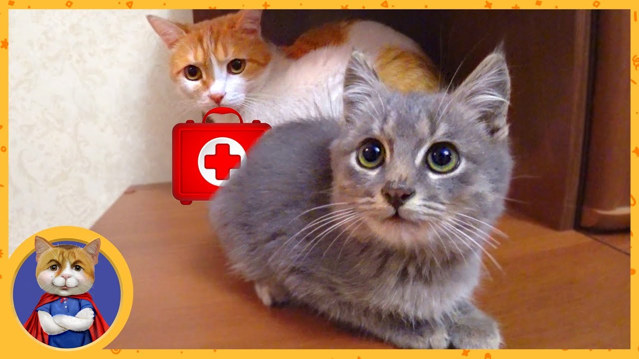 Лечим спасенного и уже не дикого котенка. Имя для котенка