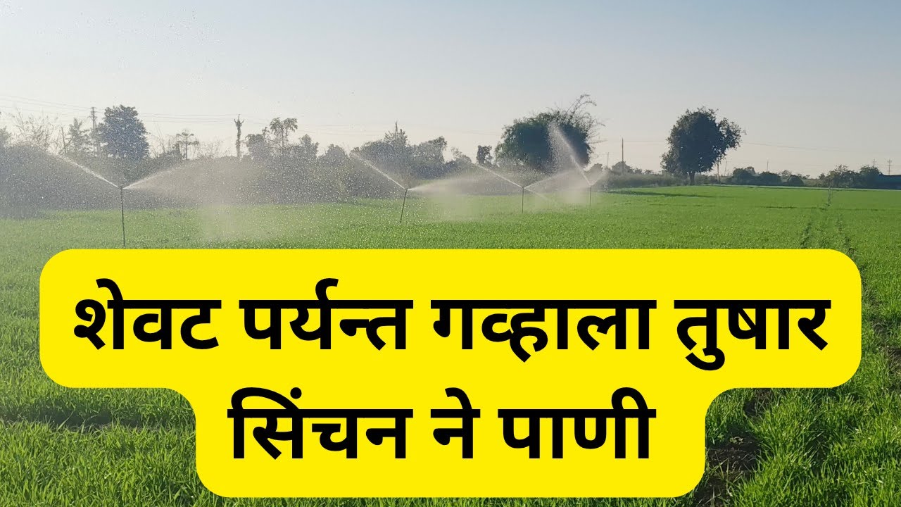 शेवट पर्यन्त गव्हाला तुषार सिंचन ने पाणी @ApliMati