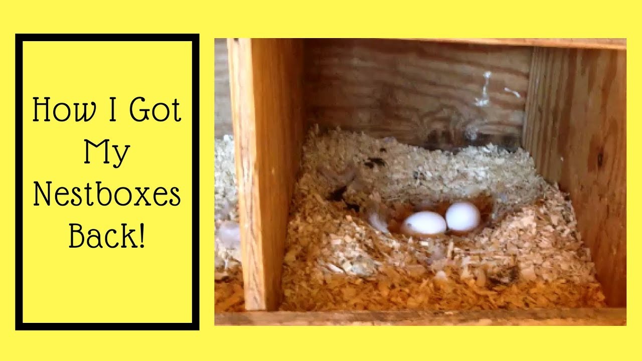 How I Got My Nestboxes Back!