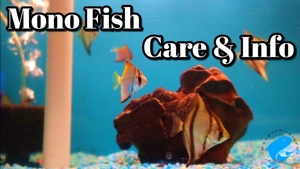 Mono Argentus Fish Care and Information (Monodactylus argenteus)