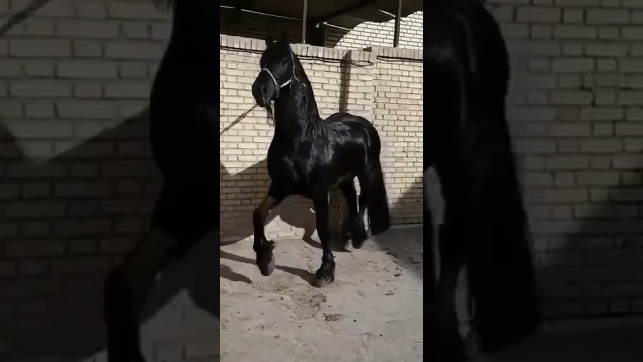 Black beauty #trending #shorts #reels #horse #ghora #ghory #nezabazi #love #viralvideo #video #horse