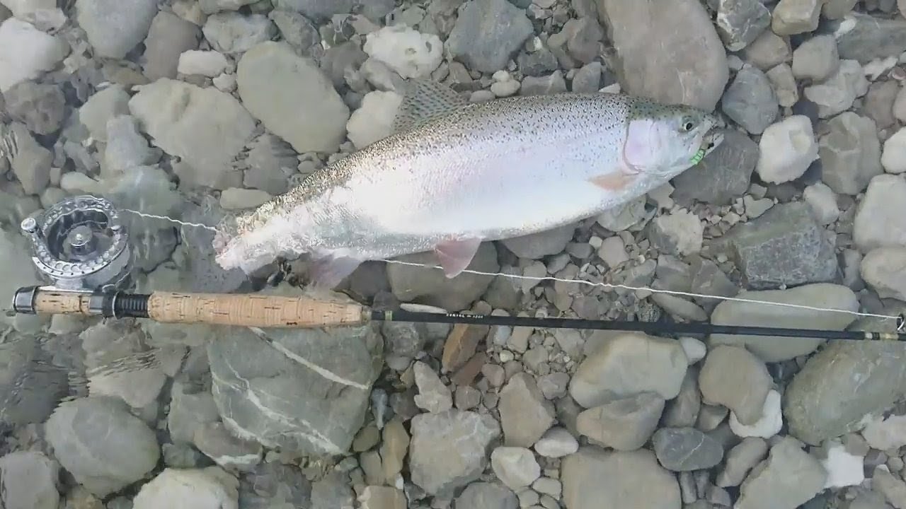 Fliegenfischen an der Isar bei Lenggries: Äschen und Forellen im Sommer
