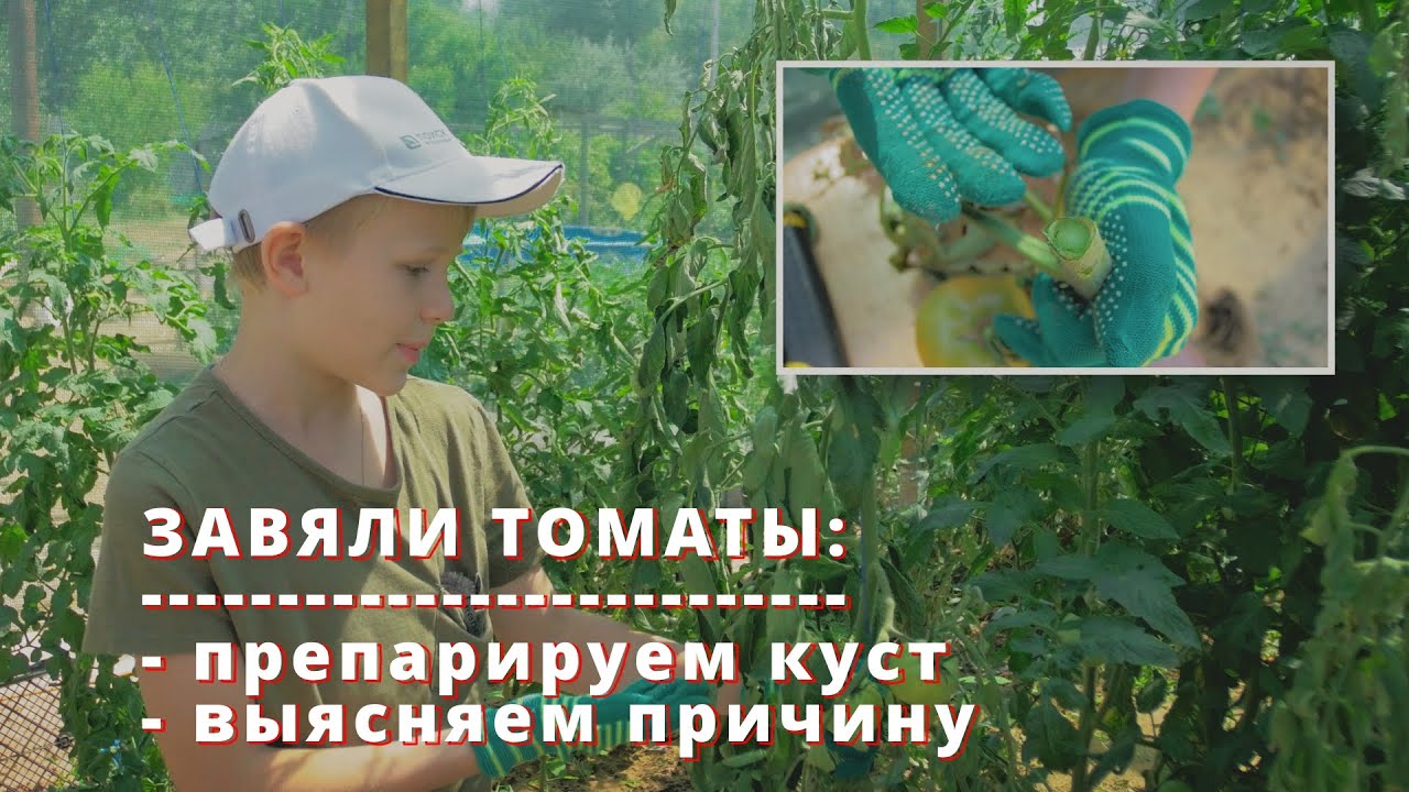 Фузариозное увядание томатов - вскрываем больное растение.