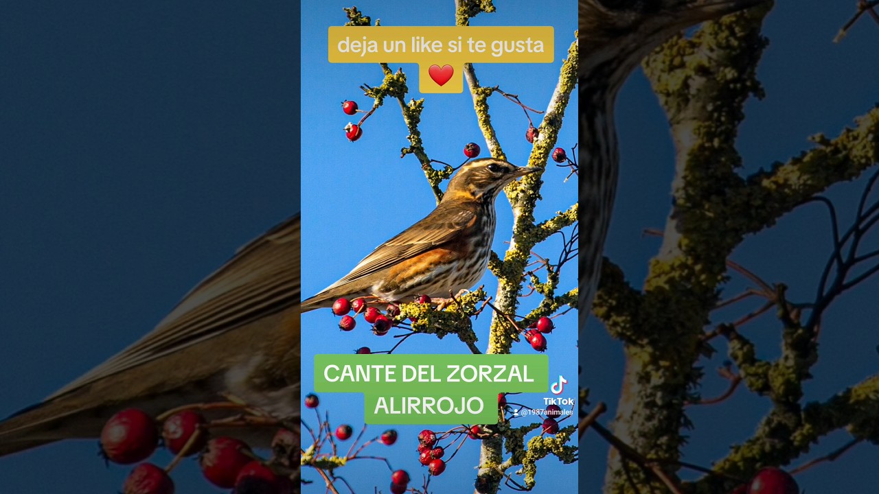 🎶RECLAM&Oacute; zorzal alirrojo. El cante de su emigracion (TORDO ROSSO) #shorts
