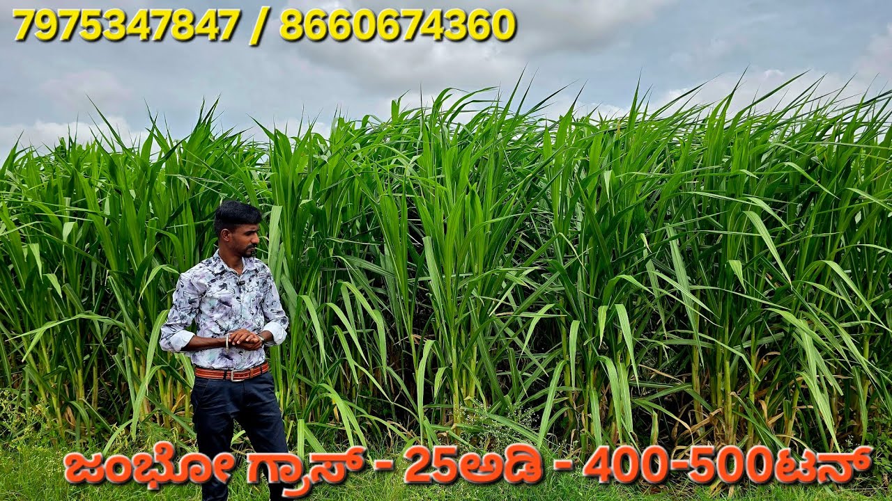 Jumbo Grass napier farming in Karnataka #kannada #junacograss @modernfarmersira @naturalfarmsira