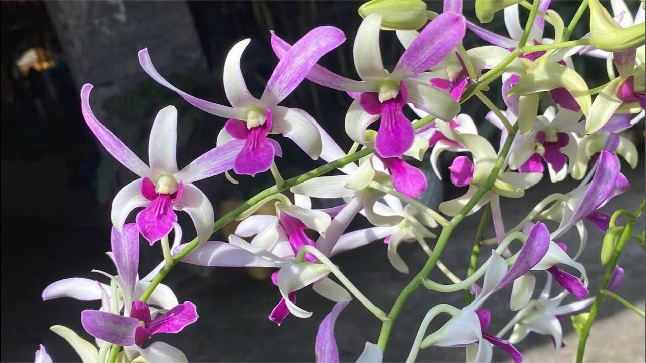 Bông hoa đẹp sưu tầm☎️0903177978