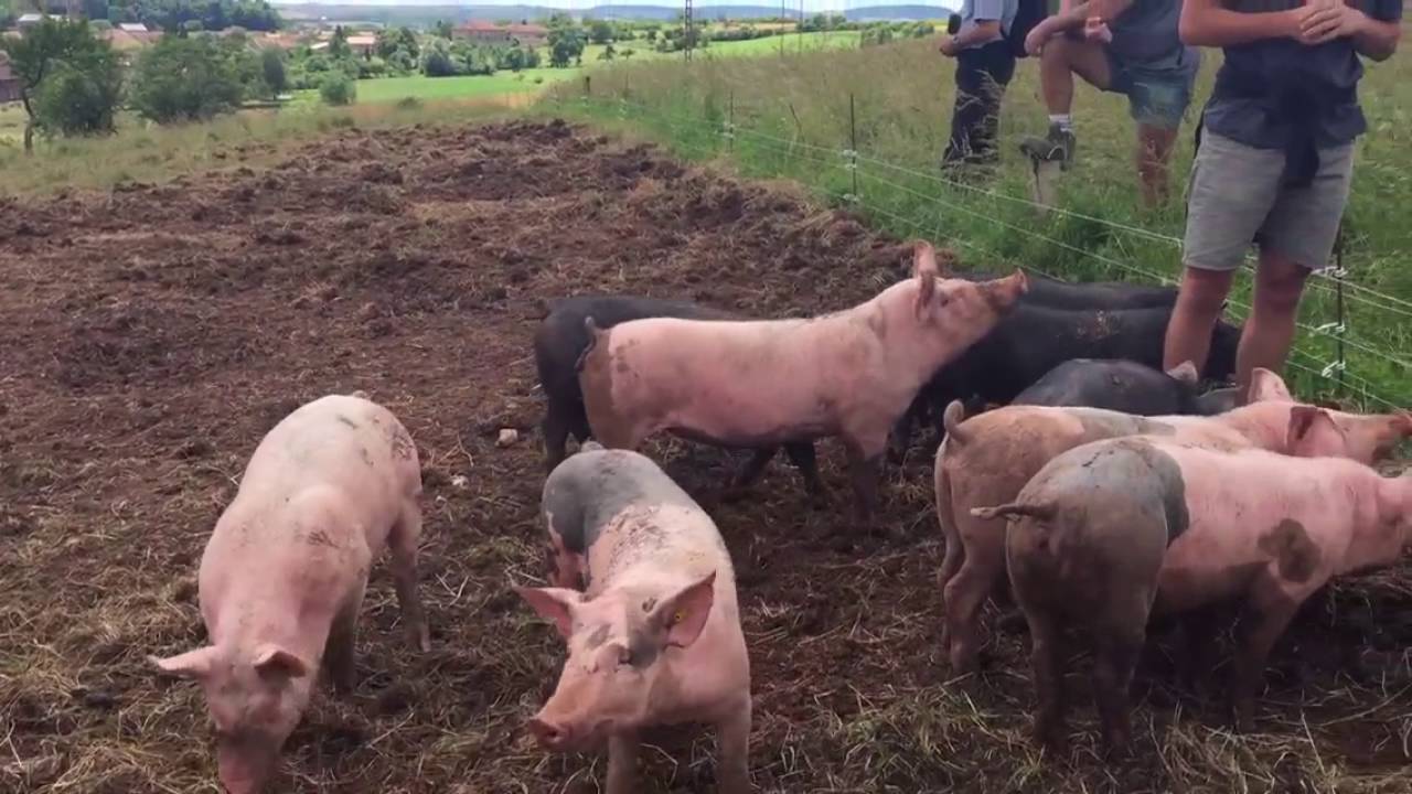 Visite de la ferme bio des Trois petits Colibris, Saint-Ménard (57)