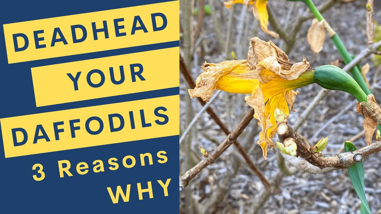 Deadhead Your Daffodils: 3 Reasons Why