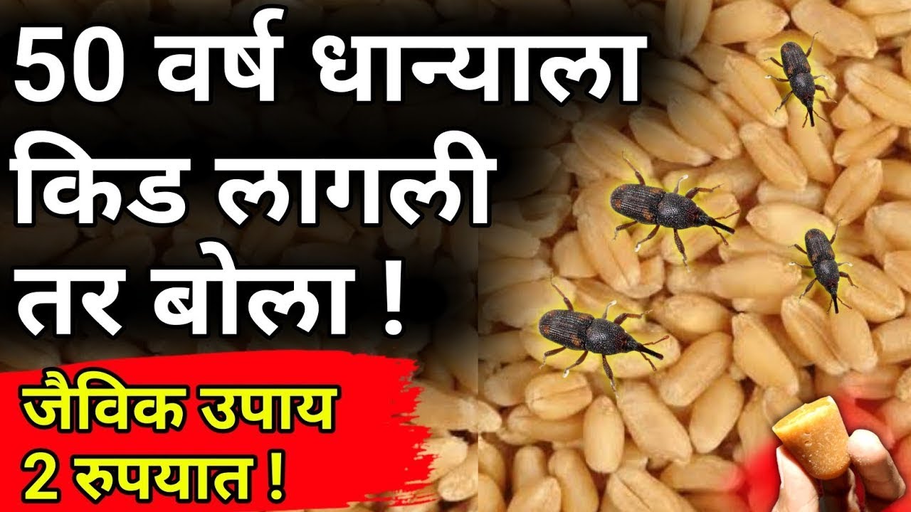 धान्याचा 1 दाणा खराब होणार नाही !  नैसर्गिक पावरफुल उपाय |गहु,धान्य साठवणूक|gahu,anaj,storage