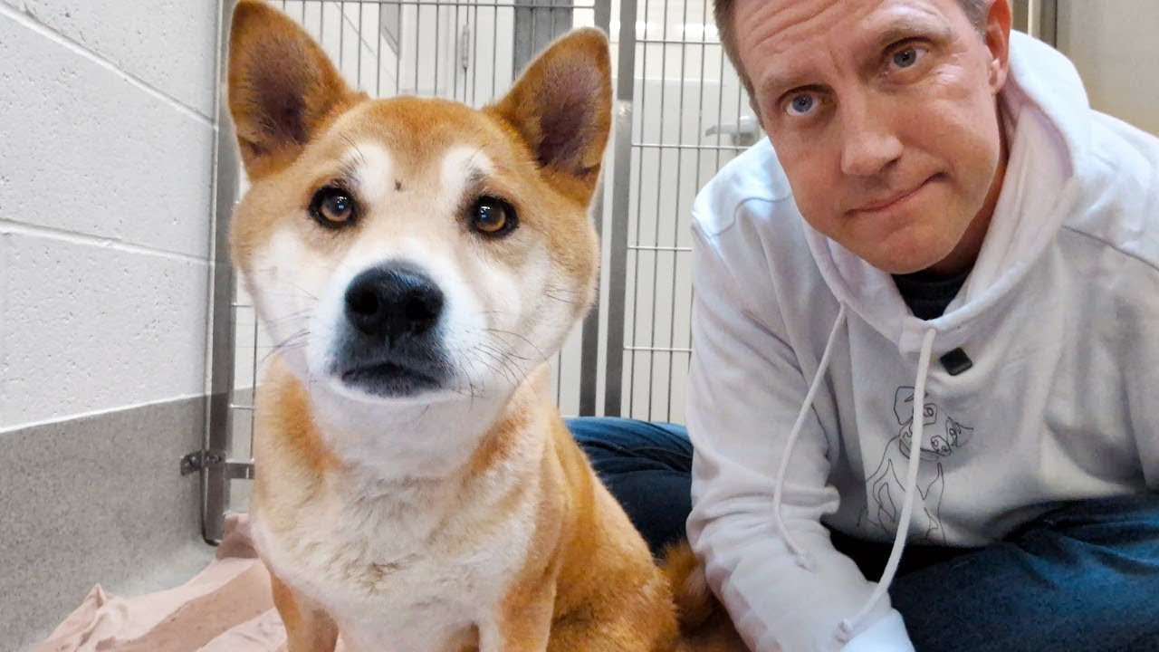 Watch the moment this Strong-Willed dog asks for help 🥹