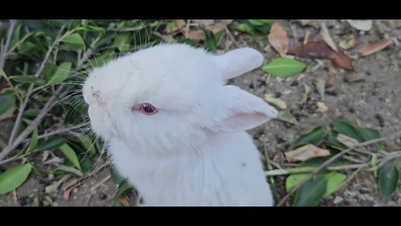 My cute baby bunnies 🐰 rabbits #bunnies #rabbit #lovemypets #pets #bunny 