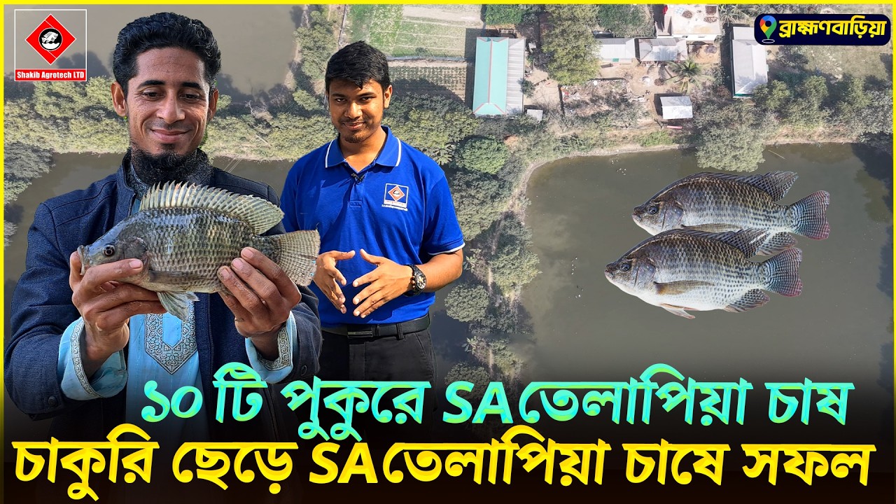 চাকুরি ছেড়ে ১০টি পুকুরে SA তেলাপিয়া চাষে সফল || Shakib AGRO || ব্রাহ্মণবাড়িয়ায় মনোসেক্স তেলাপিয়া চাষ
