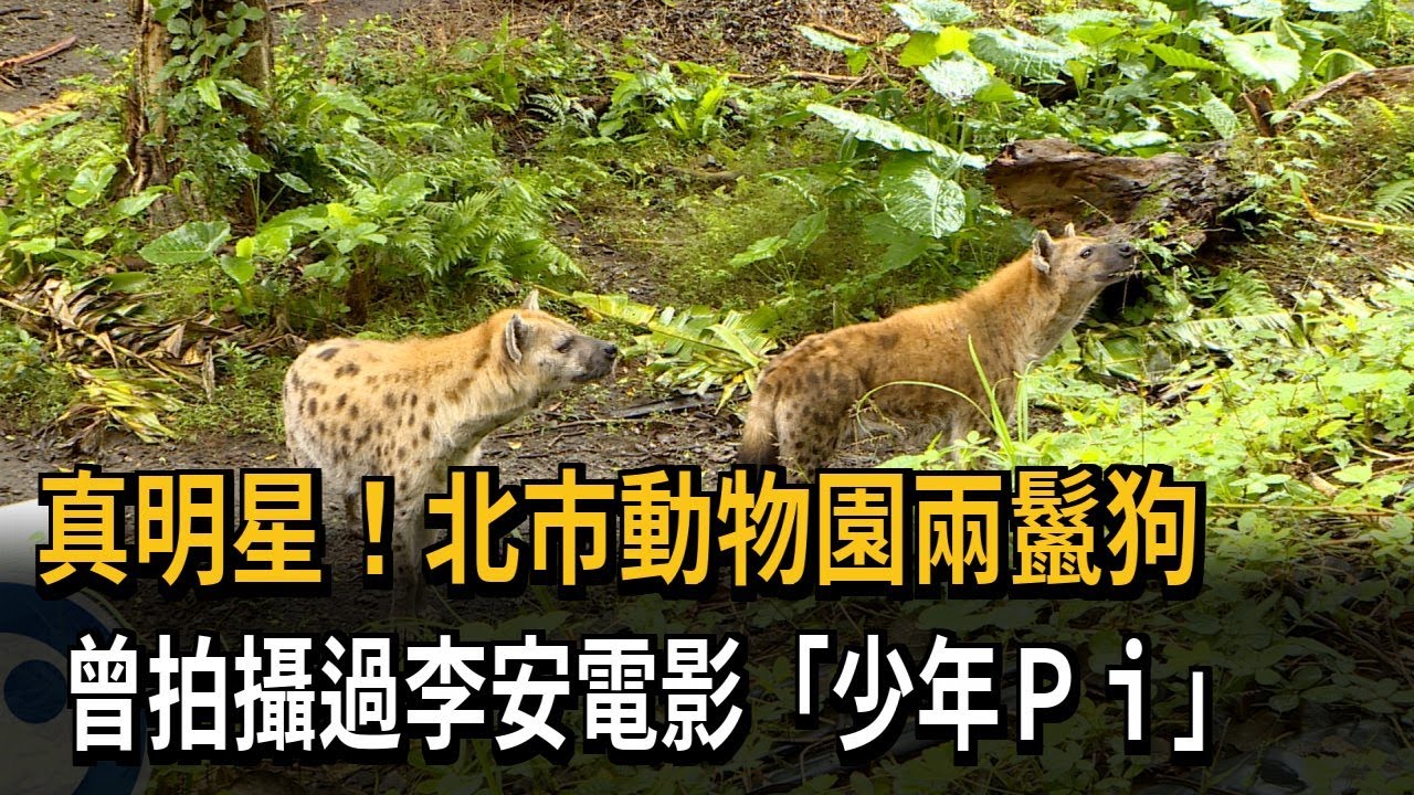 真明星！木柵動物園2鬣狗　曾拍李安電影《少年Pi的奇幻漂流》－民視新聞