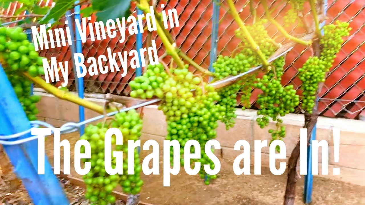 Mini Vineyard in My Backyard: The Grapes are In! 05-29-17 (HDEG)