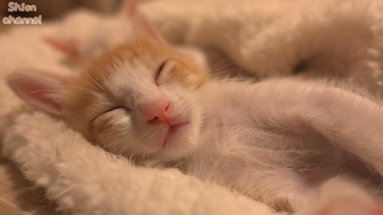 【睡眠用ASMR】子猫のゴロゴロ音　60分耐久【生後33日】