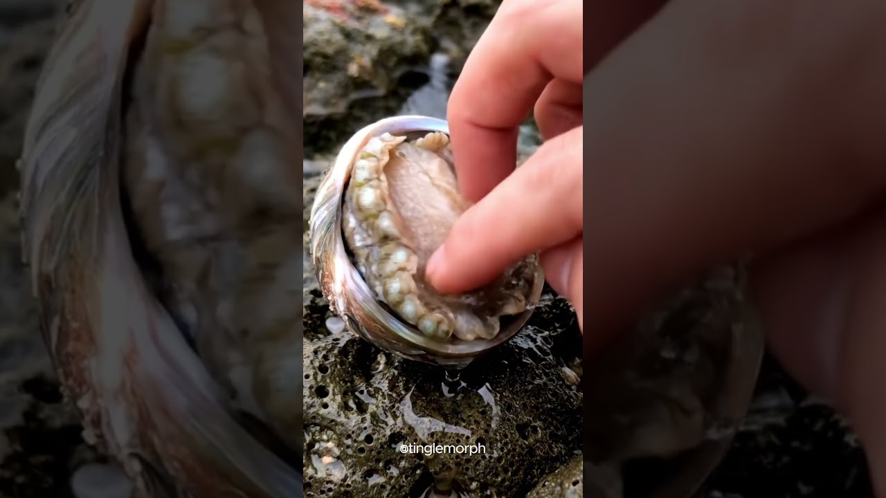 Satisfying asmr abalon with human fingering