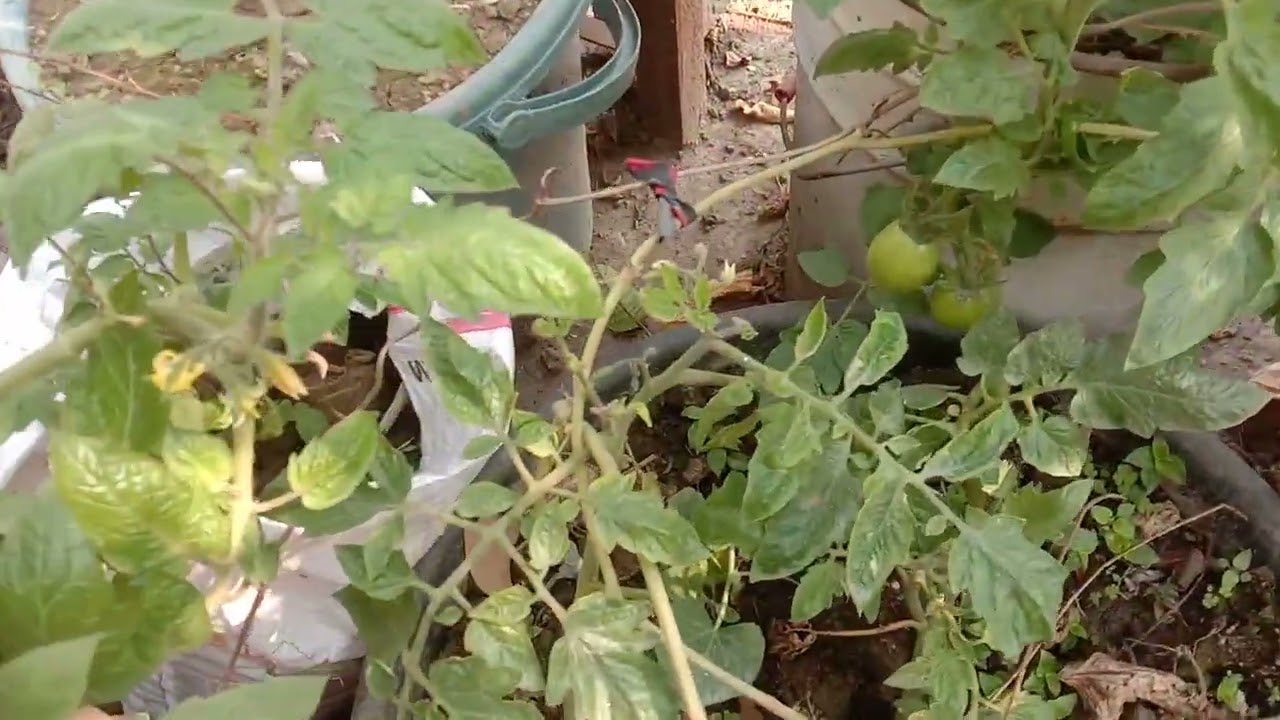 ছাদ বাগান ঝাড়ু দিলাম ও সব গাছের পরিচর্যা করলাম।