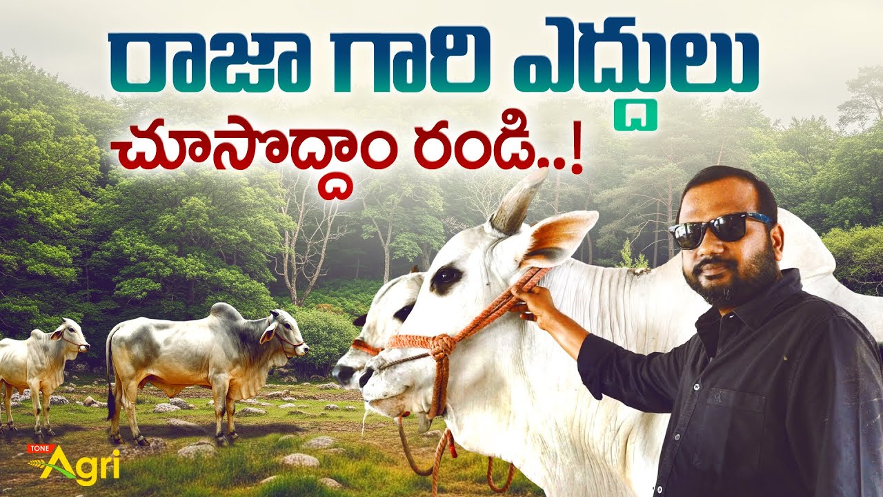 Tyagi and Simha Ongole Bulls | రాజా గారి ఎద్దులు... చూసొద్దాం రండి..! Tone Agri