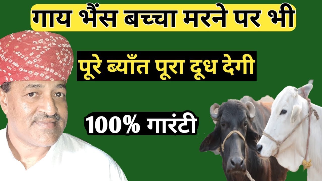 Buffalo Milking Time Problem /भैंस दूध न निकालने दे तो क्या करें