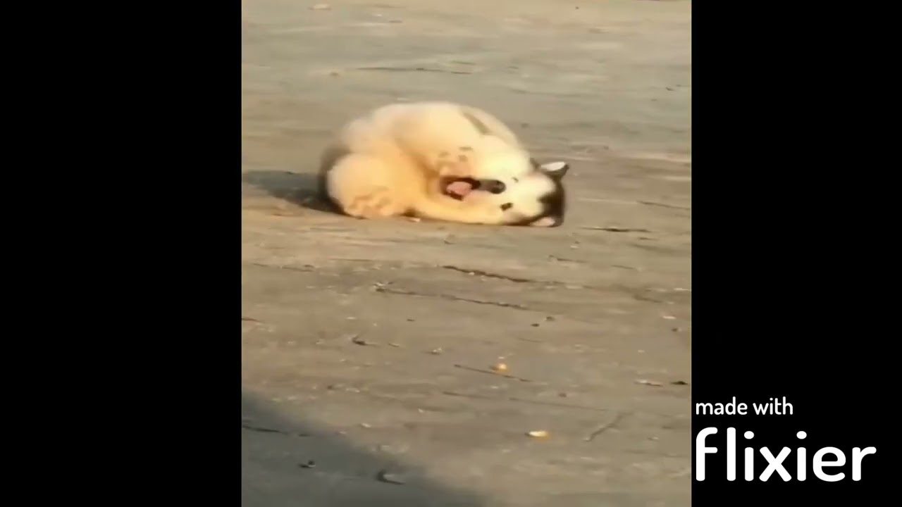 Cute Animals Funny Video😀😍#cuteanimals # viral #animalshorts #cuteshorts #shorts#youtubeshorts