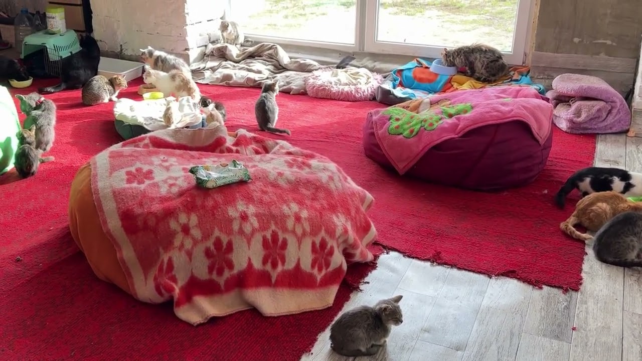 A Moment in the Life of Shelter Cats in Ukraine 