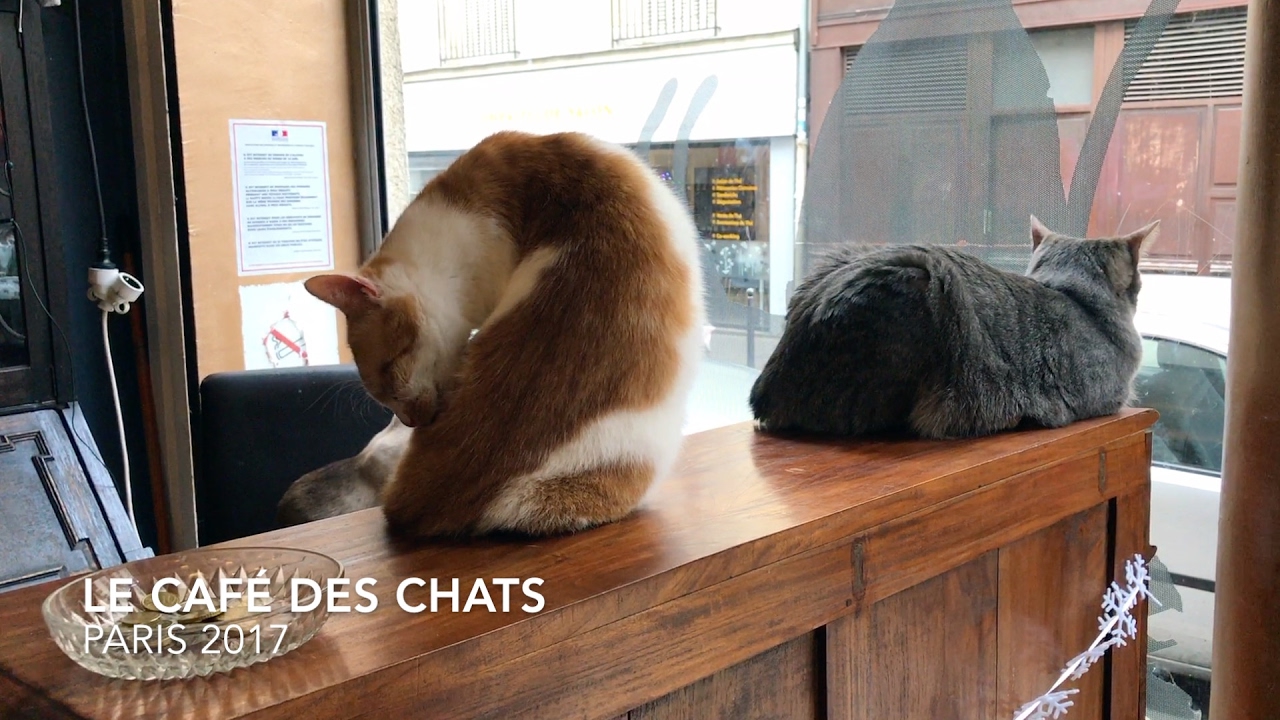 Das Katzencafé für Katzenliebhaber - Le Café des Chats | Paris