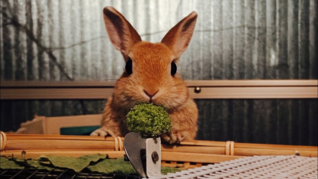 Caught on Camera: The Cutest Little Bunny Thief at Night