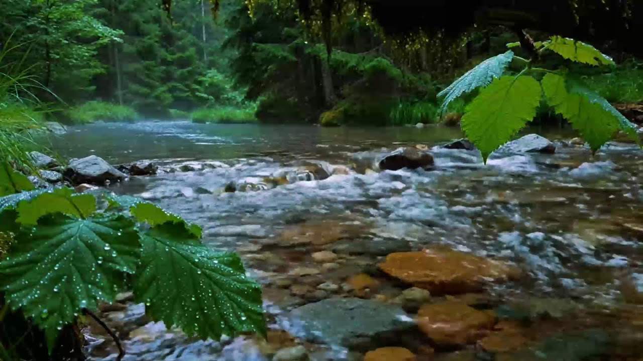 Calming Forest Ambience, Birds Singing Beautiful Stream Sounds for Deep Sleep, Study Focus, Medicine