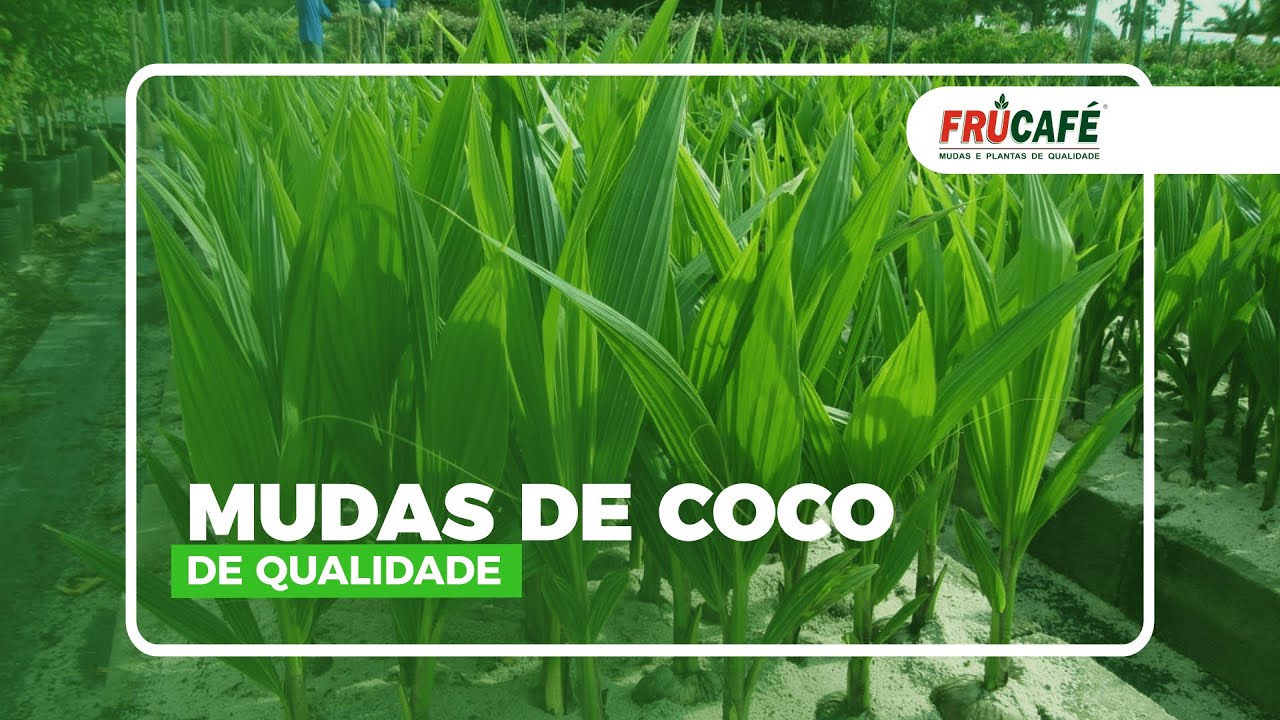 Como é Feito uma Muda de COCO de Qualidade?