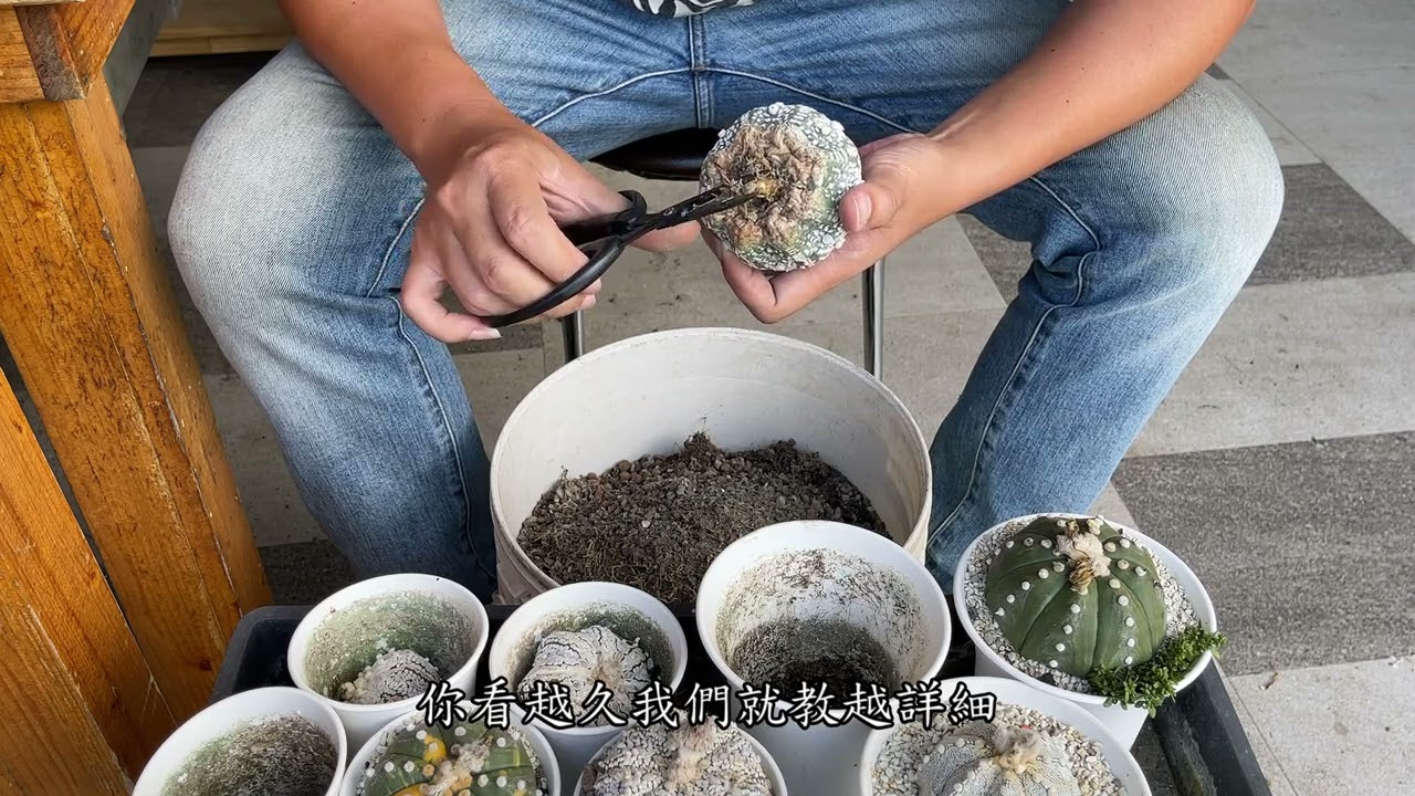【 MC多肉園 】夏日兜兜換起來修根修起來 莫忘初衷 必修課多肉植物 MC Succulent plant Vlog