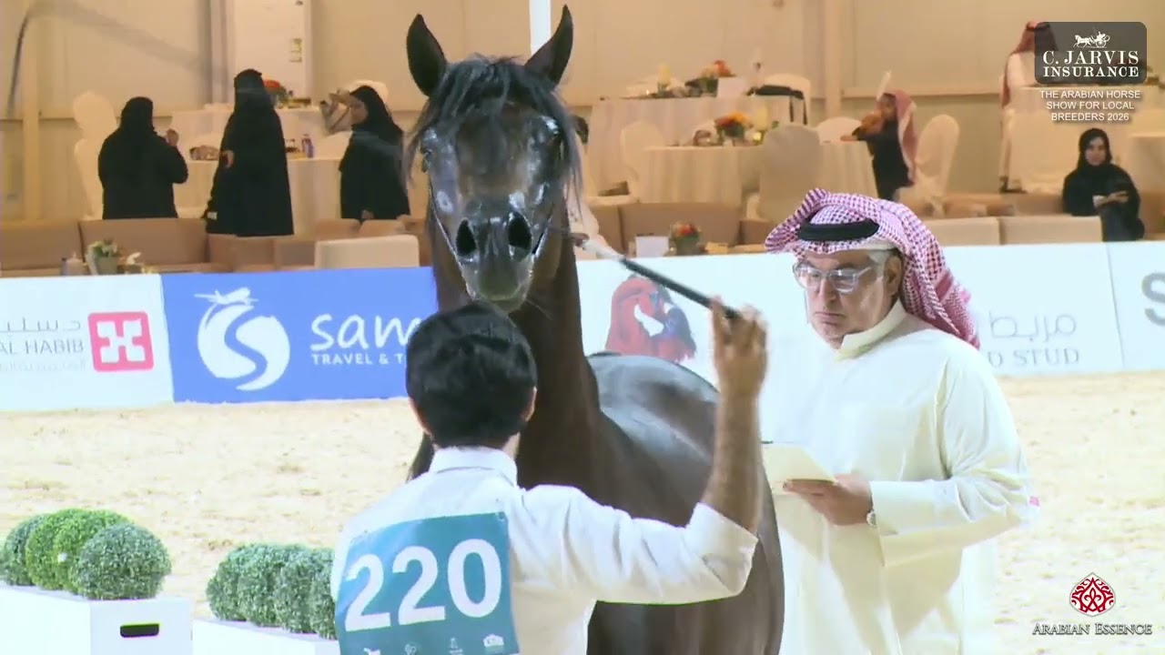 The AHS For Local Breeders 2026 Almortajaz   Class 8B