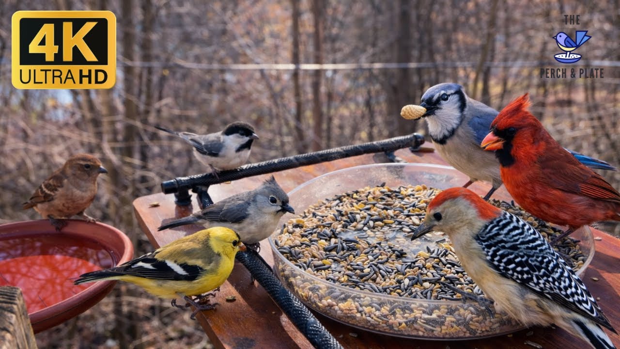 Bird TV for cats 😺🌿 chirping visitors all lined up! | 4K HDR 60FPS