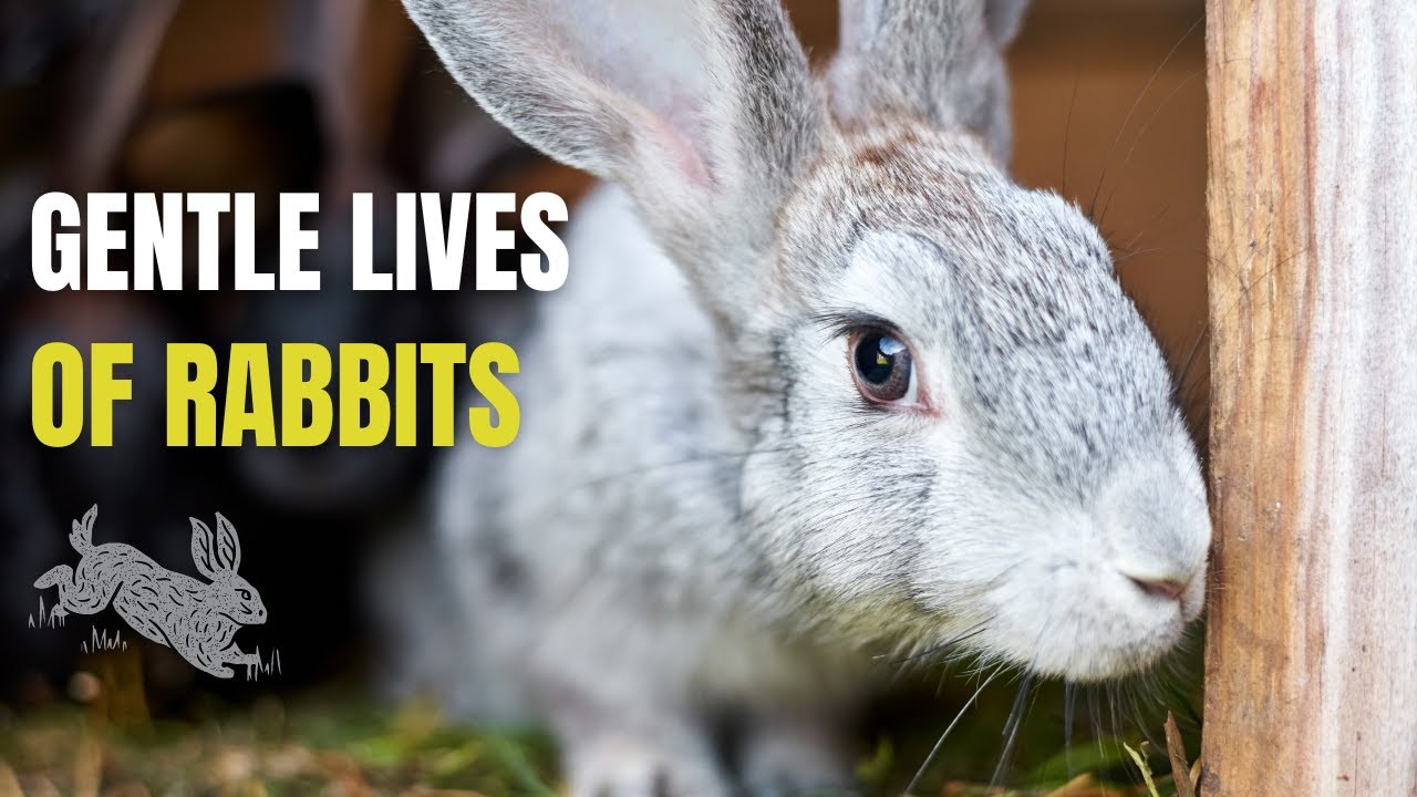 Gentle Lives of Rabbits
