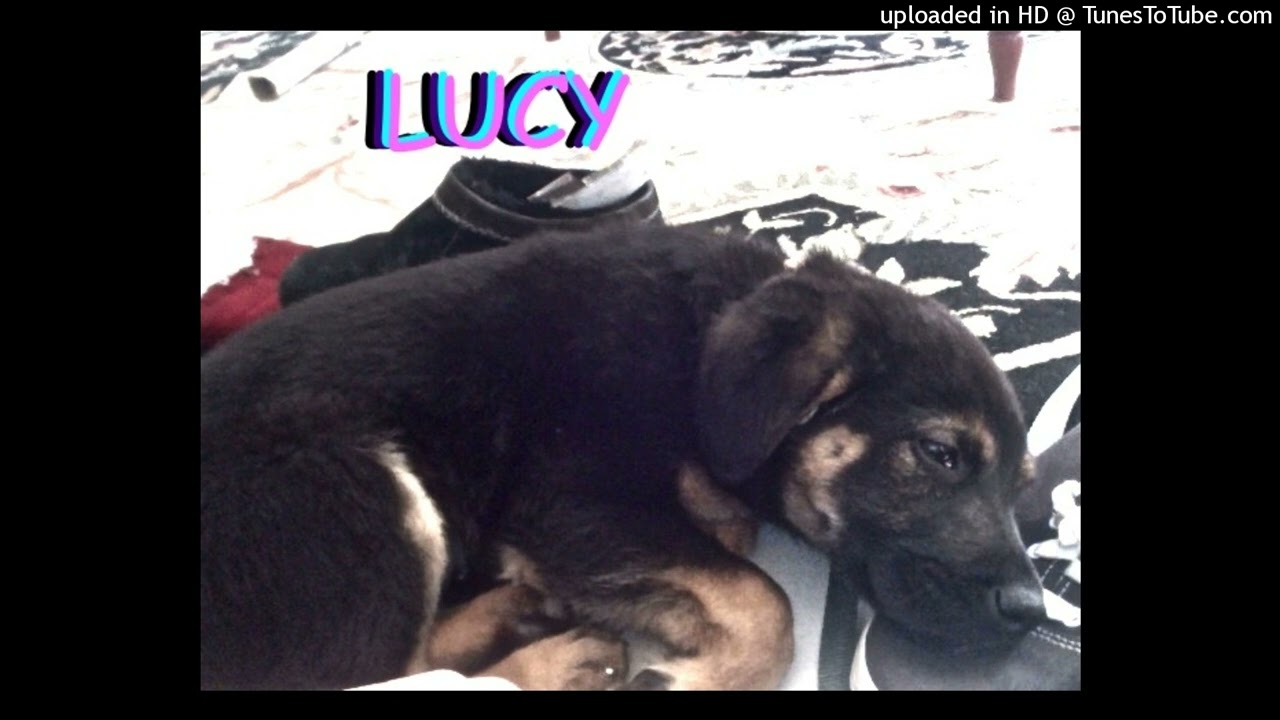 Alex G - Lucy / Słodziak