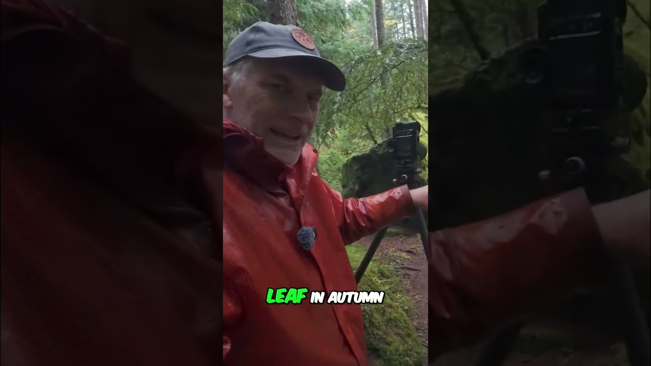 Stunning Forest Photo: Finding the Perfect Shot & Mossy Boulders 